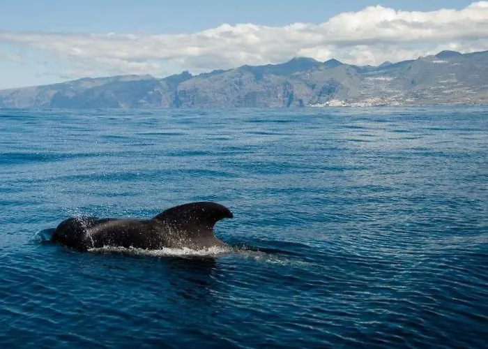Apartmán Casa La Arena. Bonito Y Cuidado Apart. Wifi Free Puerto de Santiago (Tenerife)